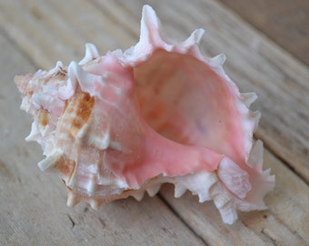 Pink Murex Shell (3") | 1 Piece