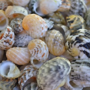 Nerite Shell Assortment, Mixed Nerita Shells, 1/4-1&quot; | 1/4 cup