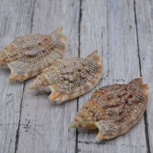 Sea shells for decoration STROMBUS AURISDIANAE