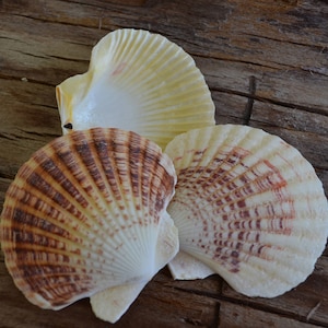 May include: Three seashells on a wooden surface. Two of the shells are brown and white with a striped pattern. The third shell is white with a yellow tint.