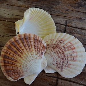 Scallop Macassare, Pecten Scallop, Lentigious Pecten Shells (2-3")| 10 Pieces