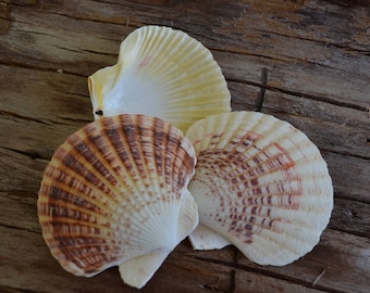 Scallop Macassare, Pecten Scallop, Lentigious Pecten Shells (2-3")| 10 Pieces