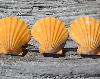 Peach Pectin Shells (1.5 - 2") | 5 Pieces
