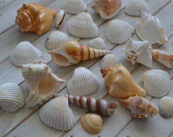 Mixed Tropical Seashell Lot  apx 1.0 - 4.0" (SP53) | 25 Pieces