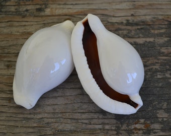 Egg Cowrie Shells, White (apx 2.5-3") | 1 Shell