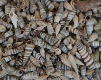 Rhinoclavis Shells, Auger Shells (apx 1/2") | 1/4 Cup