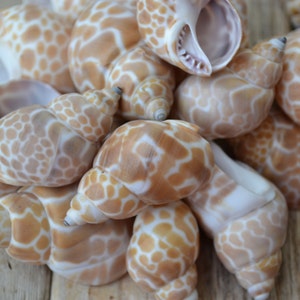 May include: A collection of seashells with a spiral shape and a speckled pattern in shades of tan and white. The shells are piled together, showcasing their natural textures and forms. These decorative shells are perfect for beach-themed decor.