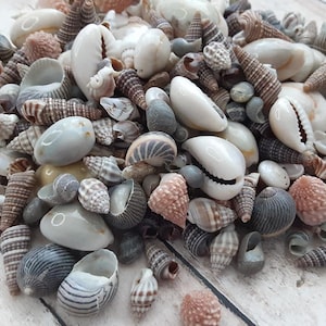 May include: A collection of various seashells in different shapes, sizes, and colors, including white, brown, gray, and pink. The shells are arranged in a pile on a light wood surface.