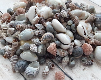 Tiny Seashell Assortment for Crafts or Decor (1/4 - 3/4") | 1/4 Cup