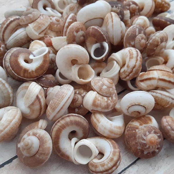 Cyclophorus Linguiferus Land Snails, Snail Shells (apx 0.75") | 5 Pieces