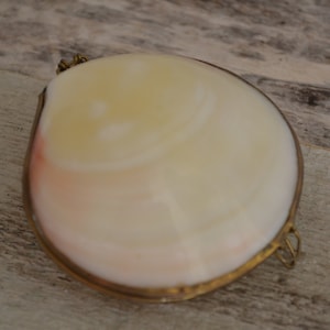 Polished Tiger Clam Shell Coin Purse, Pill Box, Trinket Case | 1 Piece