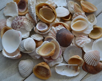 Small Clam and Cockle Shell Mix apx 1/2 - 1 1/4") | 1/4 Cup