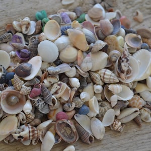 Small Seashell Assortment for Crafts or Decor | 1/4 Cup