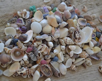 Small Seashell Assortment for Crafts or Decor | 1/4 Cup