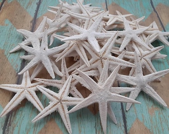 White Dyed Starfish, Flat Starfish, Phillipine Stafish (1.5 - 2.0") | 10 Pieces