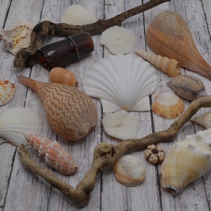 May include: A collection of seashells of various shapes, sizes, and colors, including a large white scallop shell, a brown and white spiral shell, and a small white shell with a brown stripe. The shells are arranged on a light wood surface with pieces of driftwood.