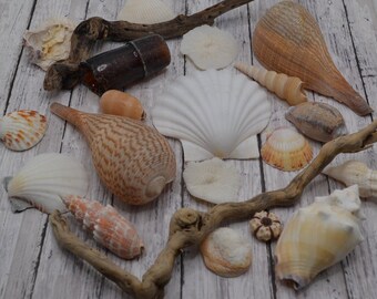 Natural Seashell, Seaglass, Driftwood, Coral and Sea Urchin Mix (SHL707) | 1 Set