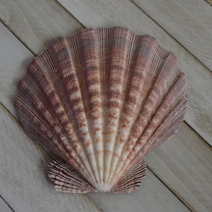 May include: A large, fan-shaped seashell with a ribbed texture. The shell features a gradient of colors, transitioning from a creamy white at the base to shades of pink and brown towards the edges. The shell's intricate design is a natural wonder.