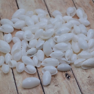 May include: A collection of small, white seashells of various sizes and shapes. The shells are smooth and glossy, with a pearly sheen. They are scattered on a light brown wooden surface.