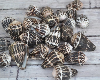 Conus Chaldeus Cone Shells (apx 3/4 - 1") | 5 Shells