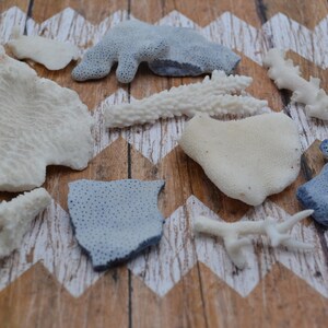 May include: A collection of white and blue coral pieces on a wooden background. The coral is in various shapes and sizes, some are smooth and others are textured.