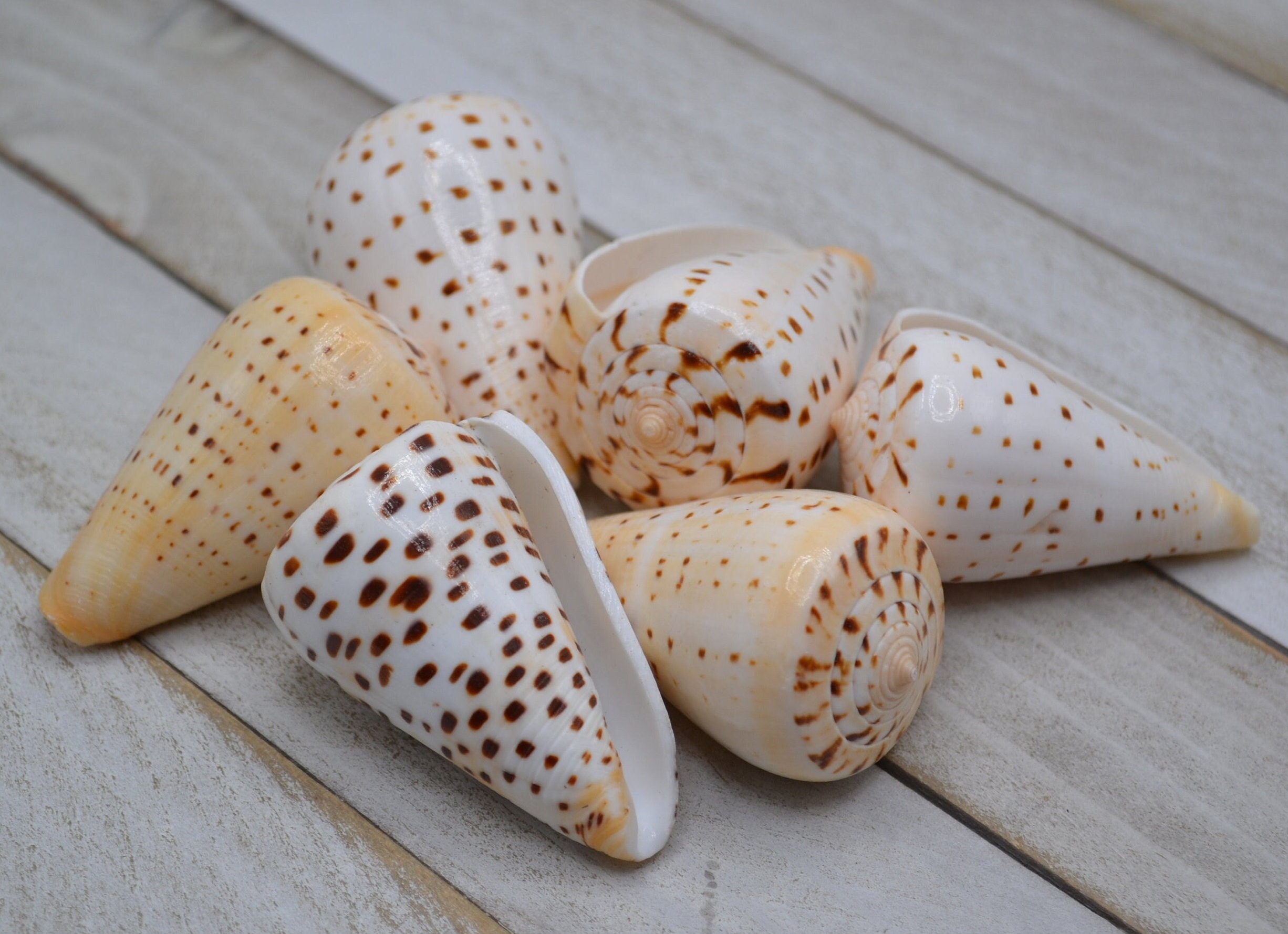 Beach Cone, Conus Betulinas Shells, Cone Shells (2-3