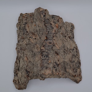 May include: A piece of rough, brown bark with a textured surface. The bark has a natural, organic look and feel.