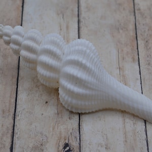 White Spindle,  Fusus Foerces | 1 Shell