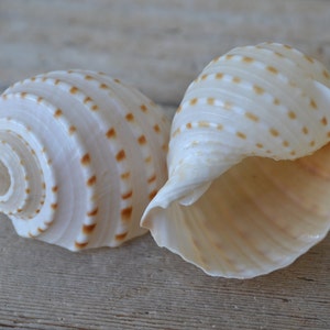 May include: Two white seashells with brown markings. The shells are spiraled and have a smooth, glossy finish.