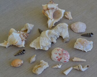 Mixed Shells and Coral Lot (0.75 - 4.0") SP10 | 19 Pieces
