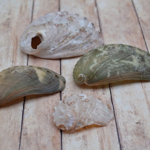 Natural Abalone Lot (1.5 - 3.5&quot;)