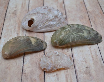 Natural Abalone Lot (1.5 - 3.5")