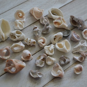 May include: A collection of seashells in various shapes, sizes, and colors, including white, brown, and tan. The shells are arranged on a light wood surface.