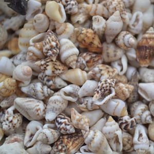 Nassa Seashells Assortment (1/4") | 1/4 Cup