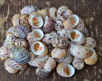 May include: A collection of seashells in various shades of brown, white, and pink. The shells are arranged in a pile on a wooden surface.