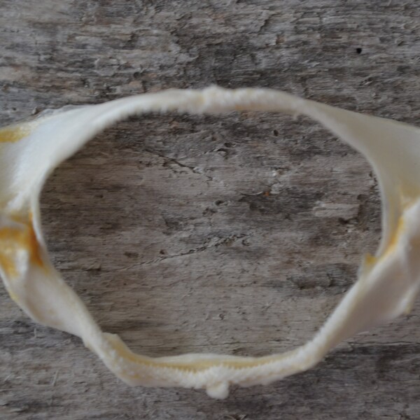 Shark Jaw - Etsy