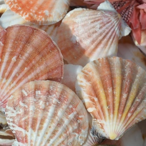 May include: A collection of seashells in various shades of pink and white. The shells are arranged in a pile, with some overlapping. The shells are smooth and have a natural, organic texture.