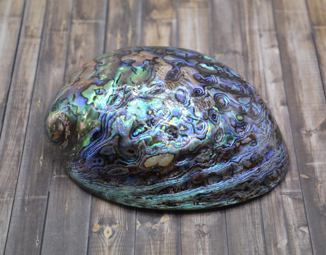 Wholesale Polished Paua Abalone Shells