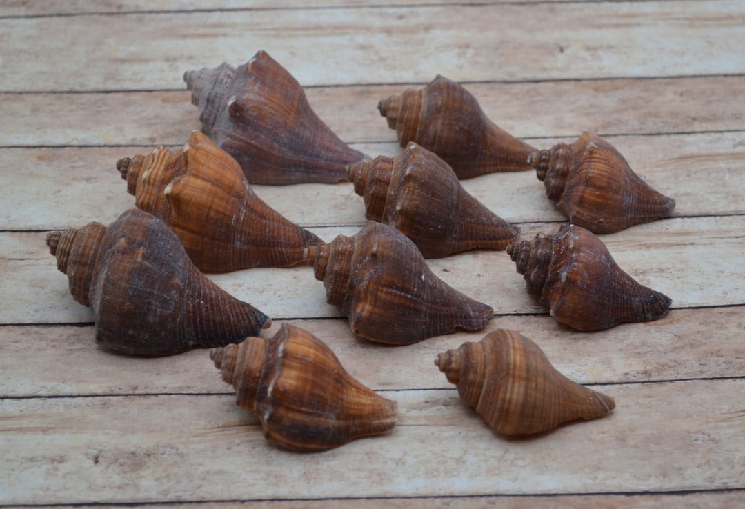 Hemifusus Cochichidium, Natural Vole Conch Shells (apx 2.25 - 2.75 ...