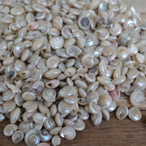 May include: A pile of small, white seashells with iridescent pearlescent coloring. The shells are smooth and have a spiral shape.