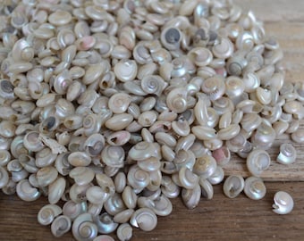 Pearl Umbonium Shells 1/4 - 1/2" (1/4 Cup = 85-100 shells)