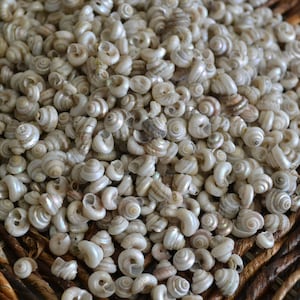 May include: A close-up of a pile of small, white seashells. The shells are smooth and have a pearly sheen. They are arranged in a random pattern.