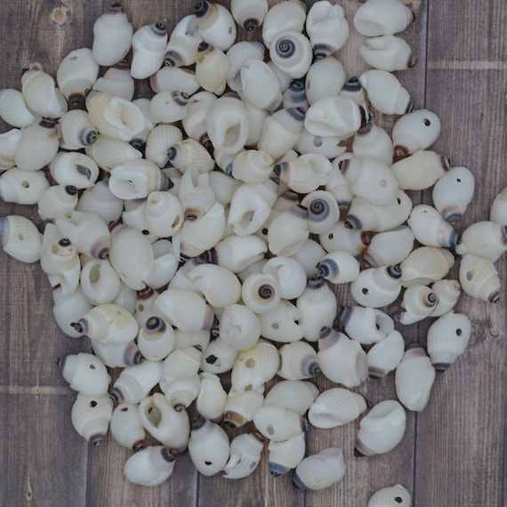 Natural Sea Shell Beads for Jewelry Making / Shell Crafts / Beach