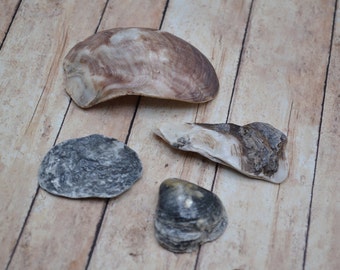 Raw Black Lip Pearl Shell Pieces | 4 Pieces
