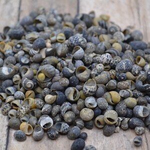 Mongo Shells, Tiny Striped Littorina Shells (1/8-1/4&quot;) | 1/8 Cup