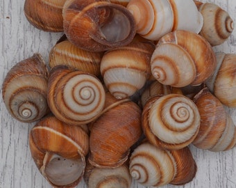 Brown Camaena Arata Brown Landsnail Shells (1.0 - 1.25"), Striped Snail Shells, Hermit Crab Shells | 5 Pieces