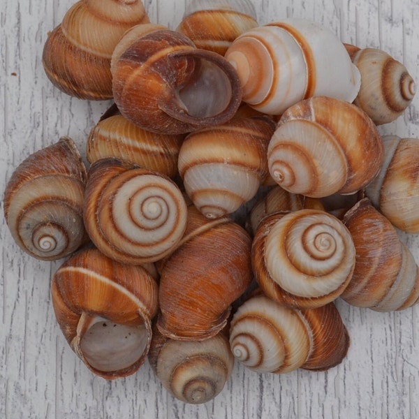 Brown Camaena Arata Brown Landsnail Shells (1.0 - 1.25"), Striped Snail Shells, Hermit Crab Shells | 5 Pieces