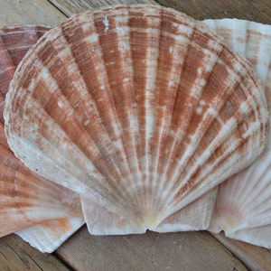 May include: Three scallop shells with a fan-like pattern in shades of brown and white. The shells are arranged on a wooden surface, showcasing their natural textures and colors. The shells are a natural product.