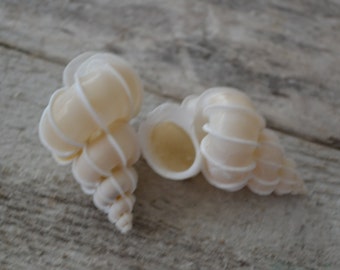Precious Wentletrap, Epitonium Scalare Shells (1.75 -2 ") | 1 Piece