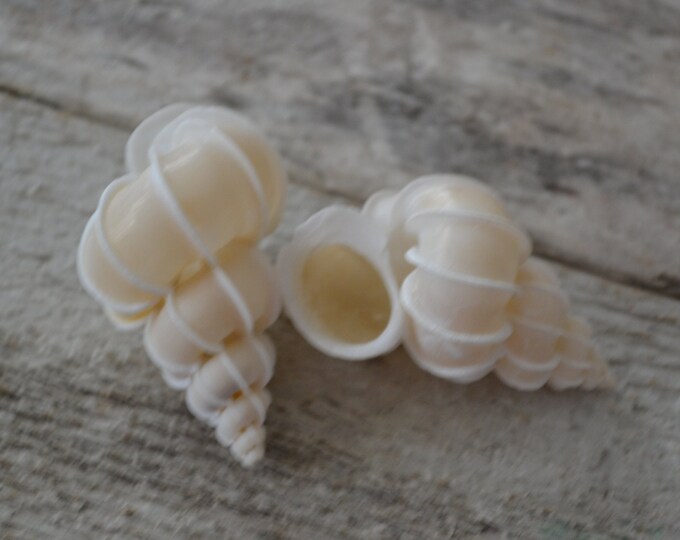 Precious Wentletrap, Epitonium Scalare Shells (1.75 -2 